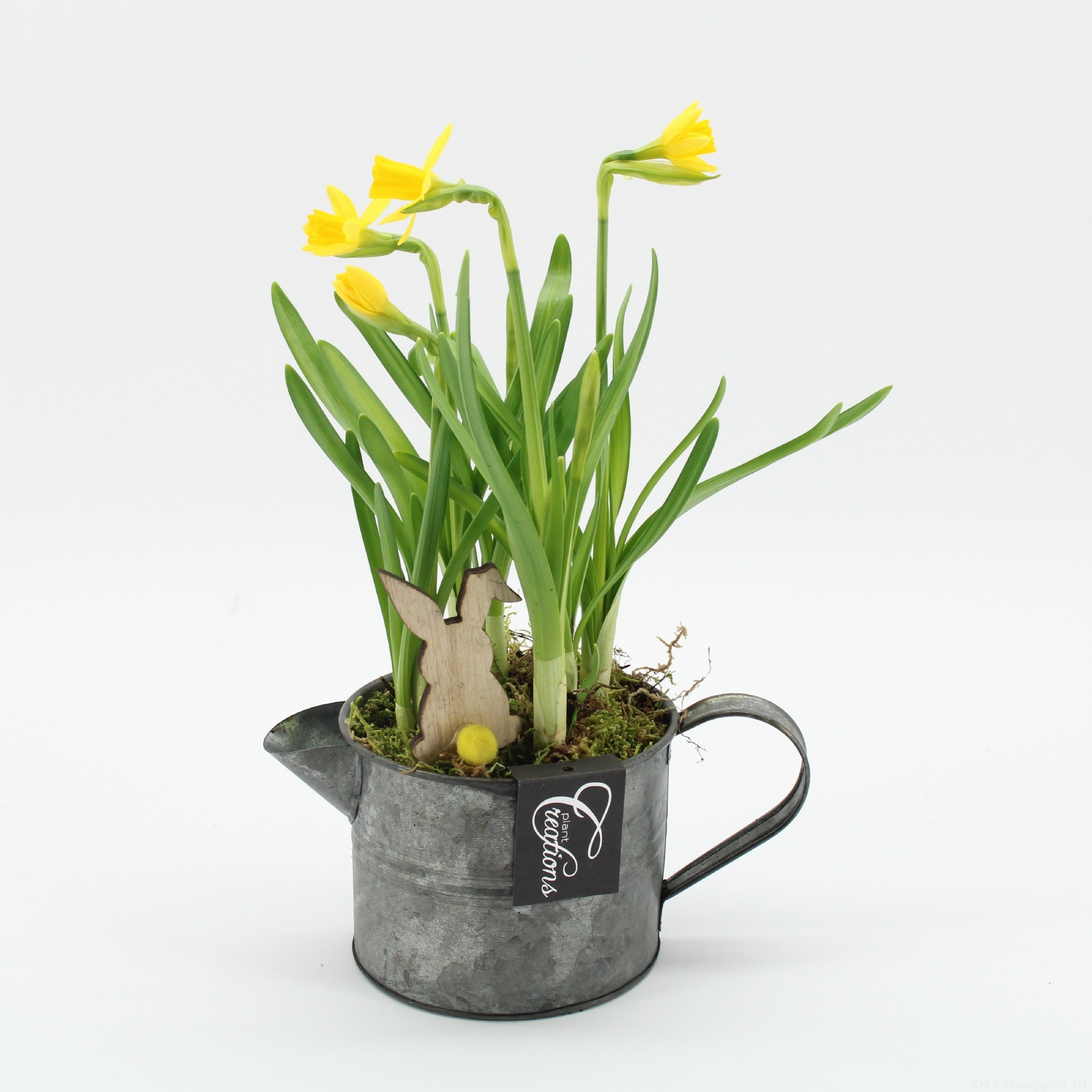 PNCR-2647 Paas narcis creatie, D 12