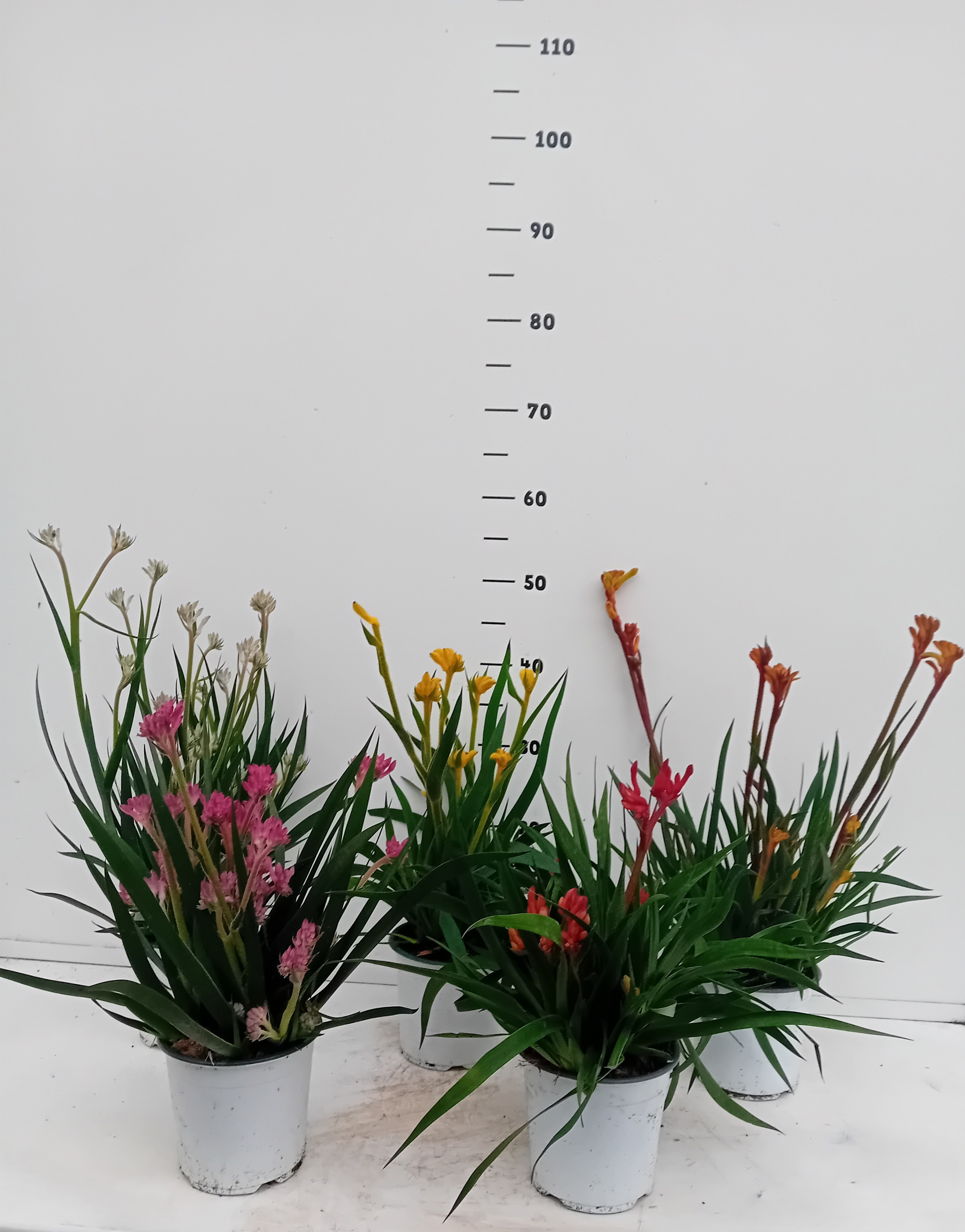 Anigozanthos flavidus, D 14