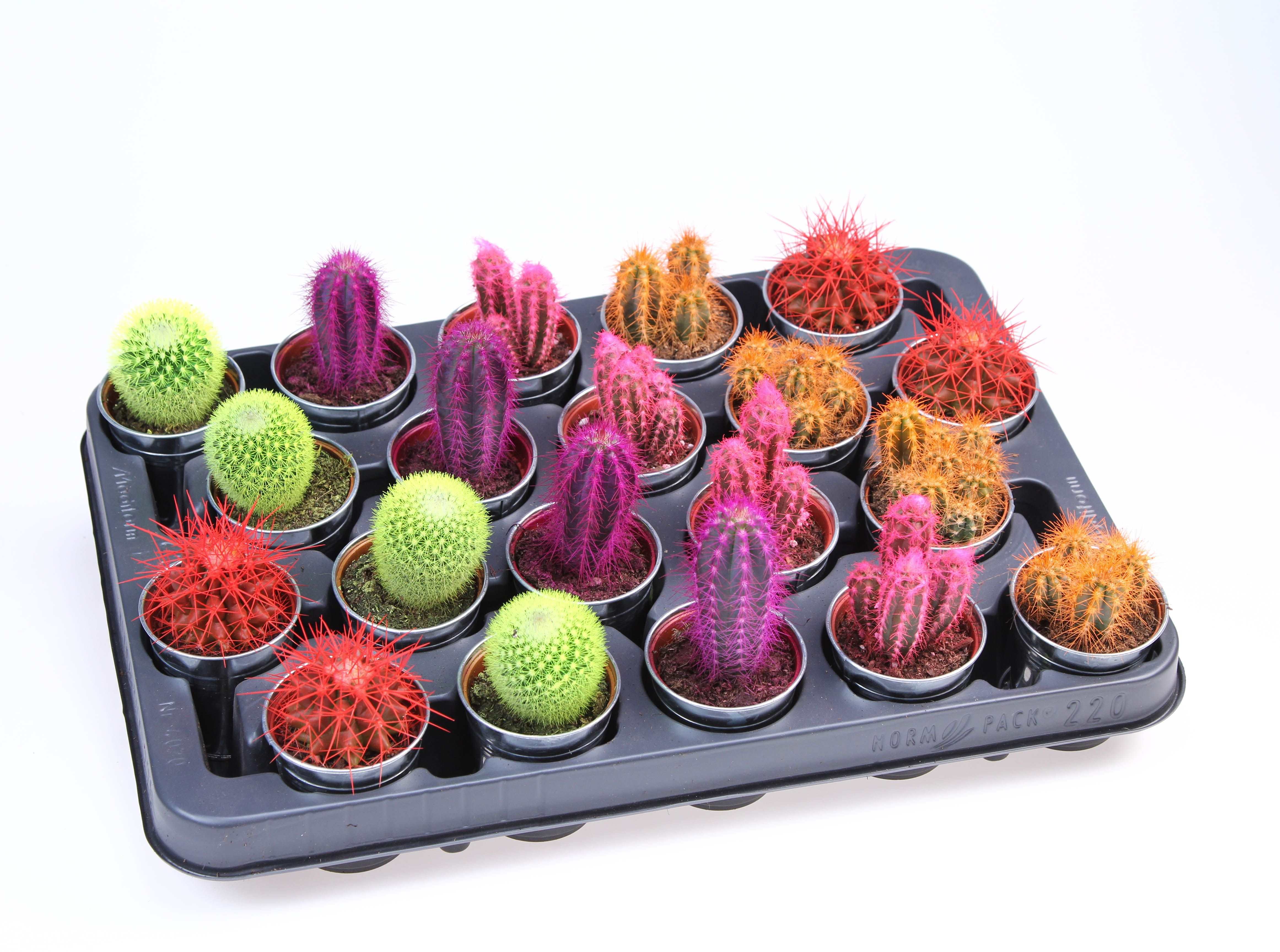 Rainbow cactus in Zinkpot, D 5,5