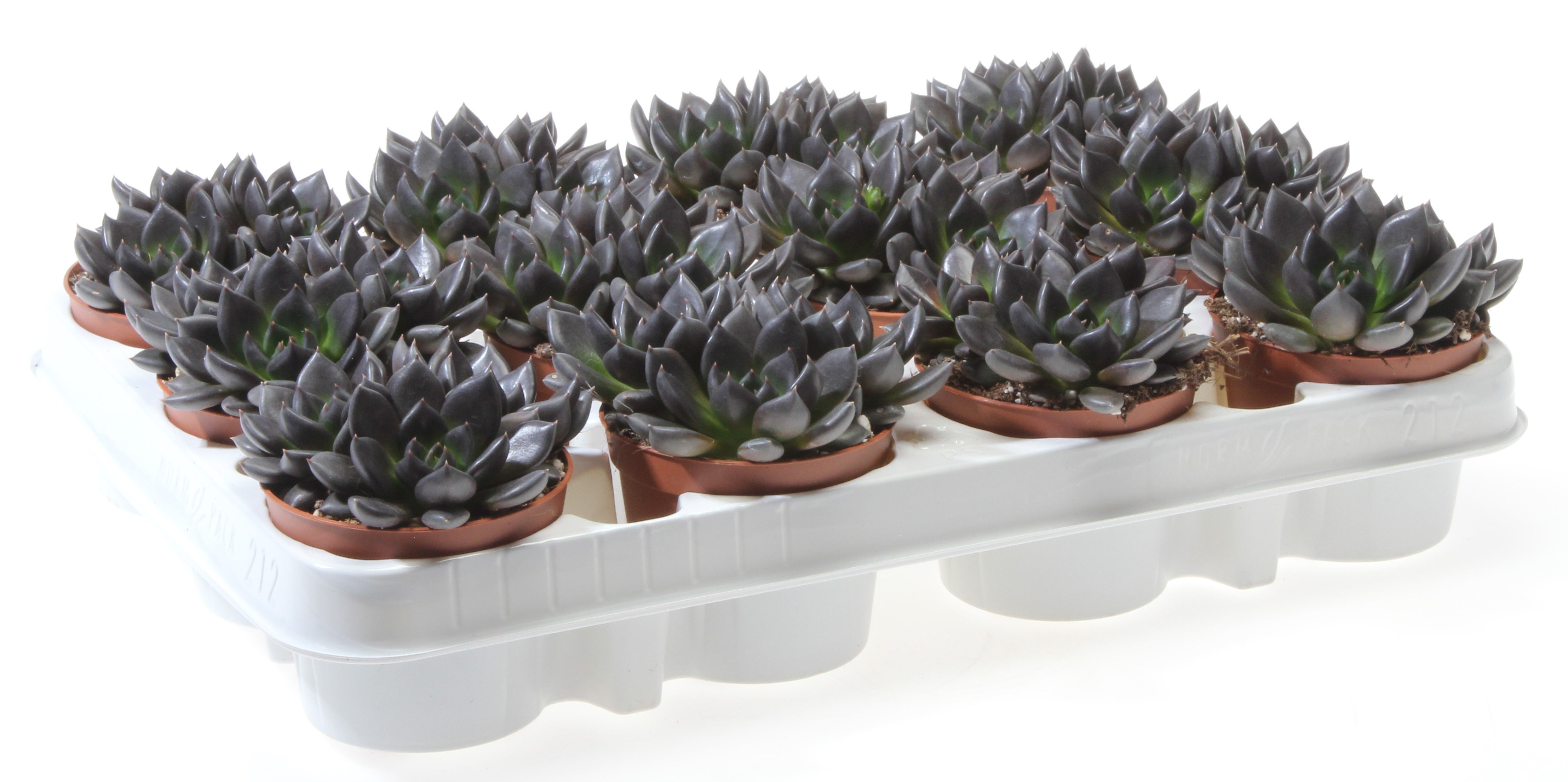 Echeveria black night, D 8,5