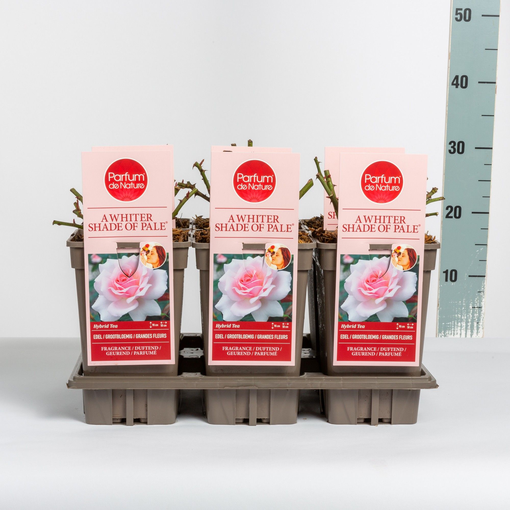 Rosa A Whiter Shade of Pale ® 'Parfum de Nature', C3, D 17