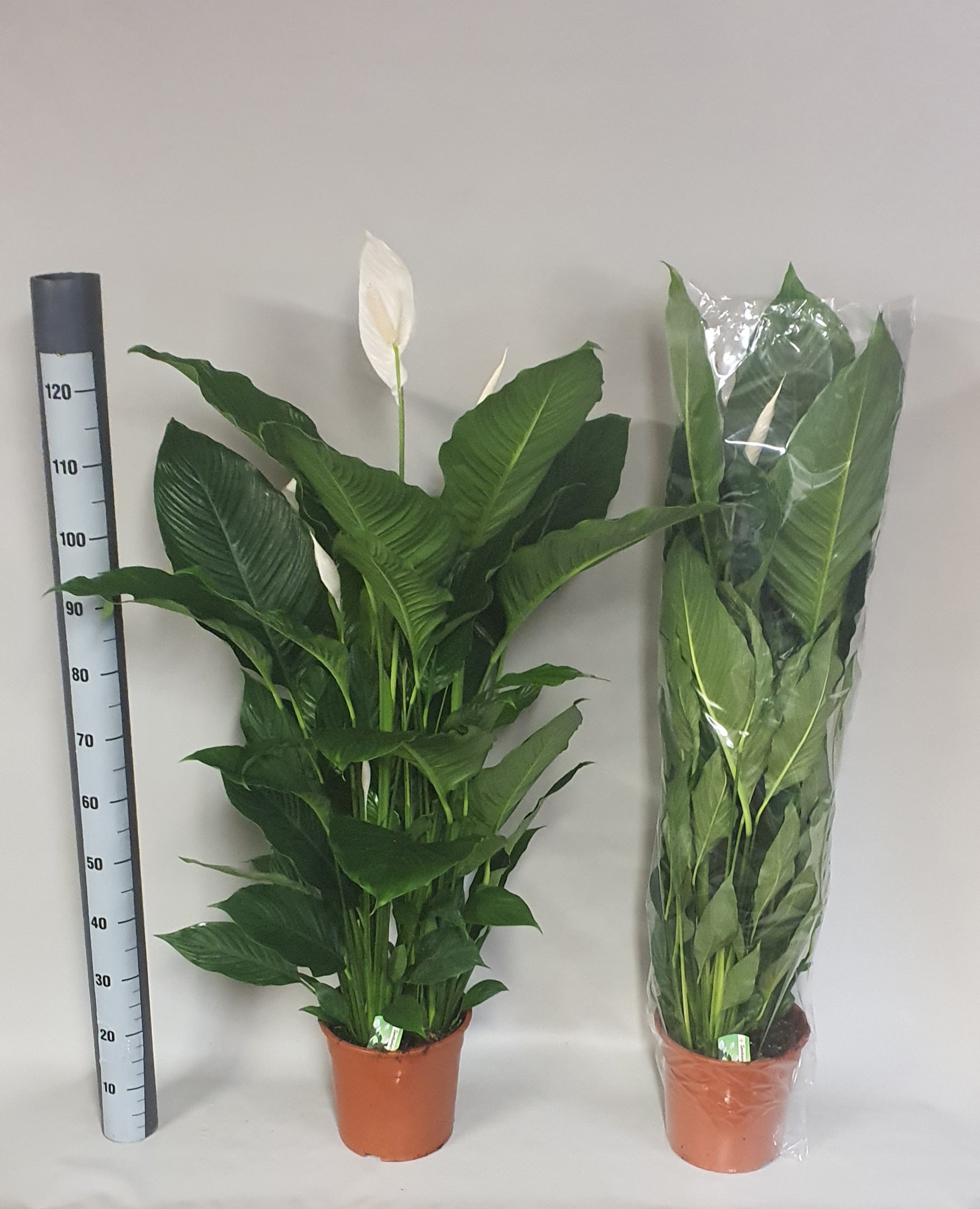 Spathiphyllum 'Sweet Sebastiano' KLOK, D 24 cm