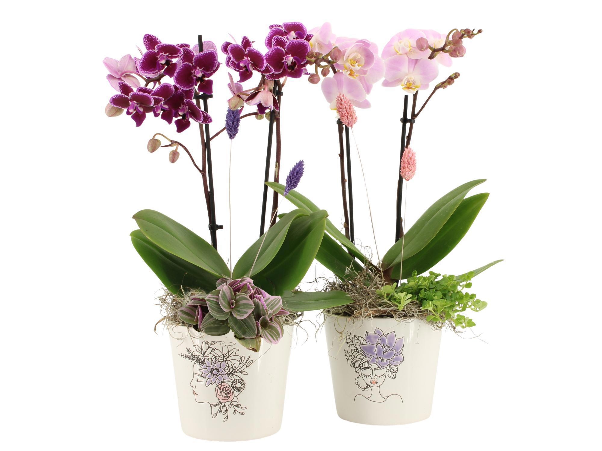 21702: Lovess arrangement, D 12