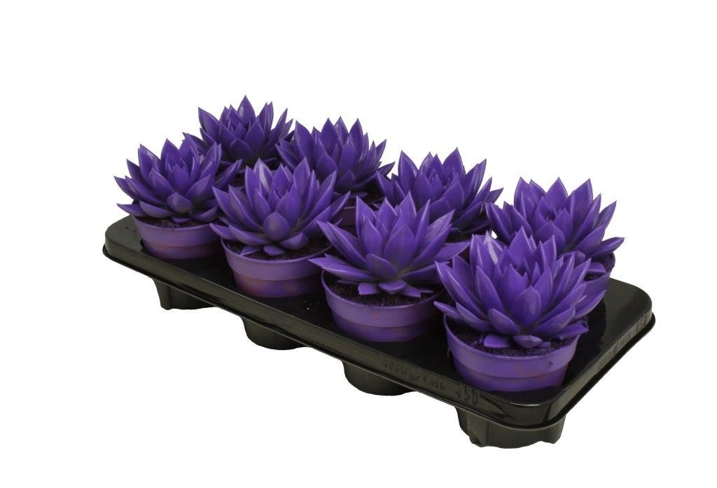 Miranda coloured purple, D 12