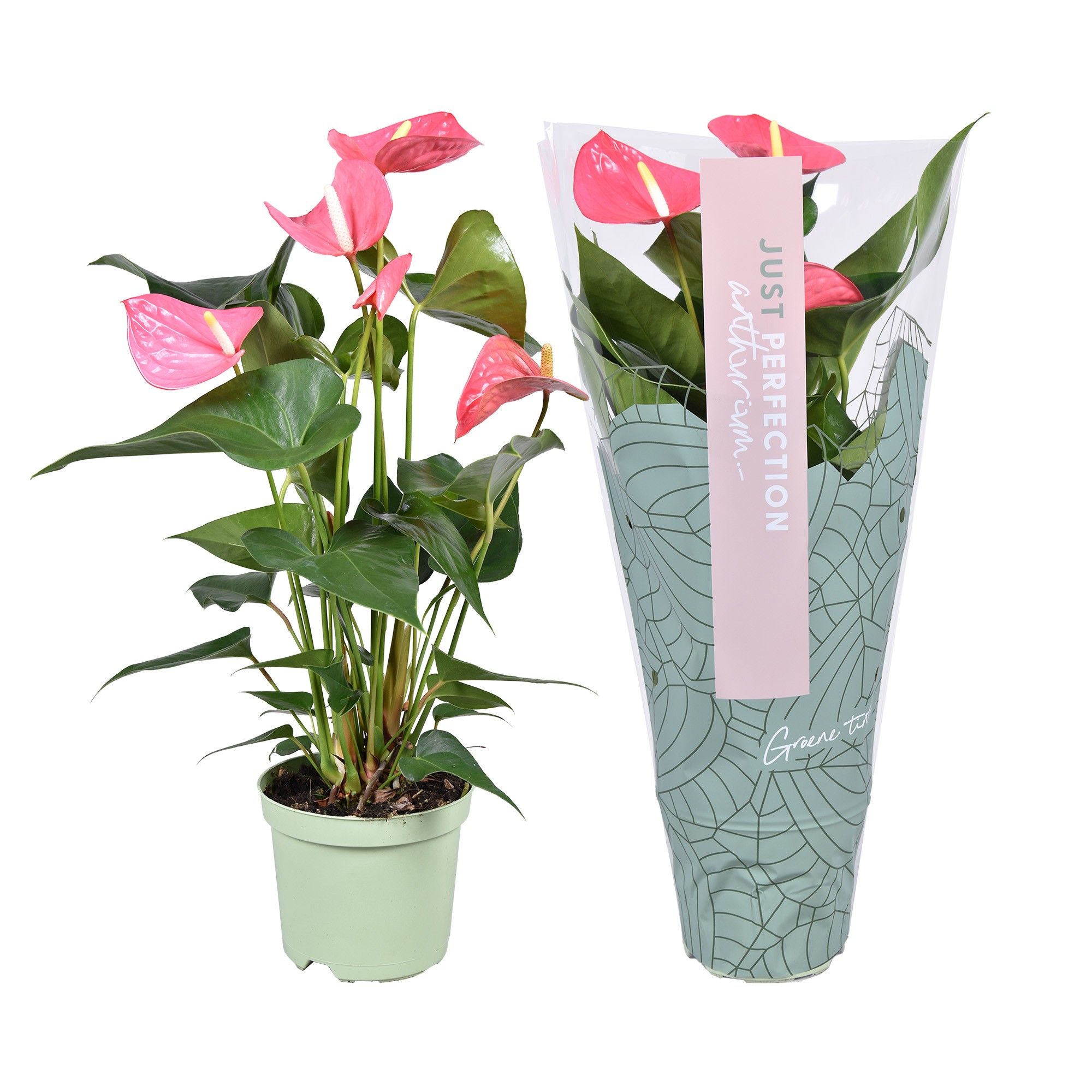 Anthurium Maine ''Just perfect®'' (XL-Flowers), D 14