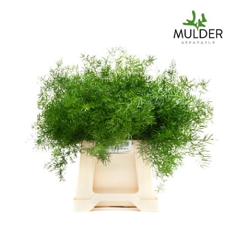 Аспарагус Спренгери 50, шт.