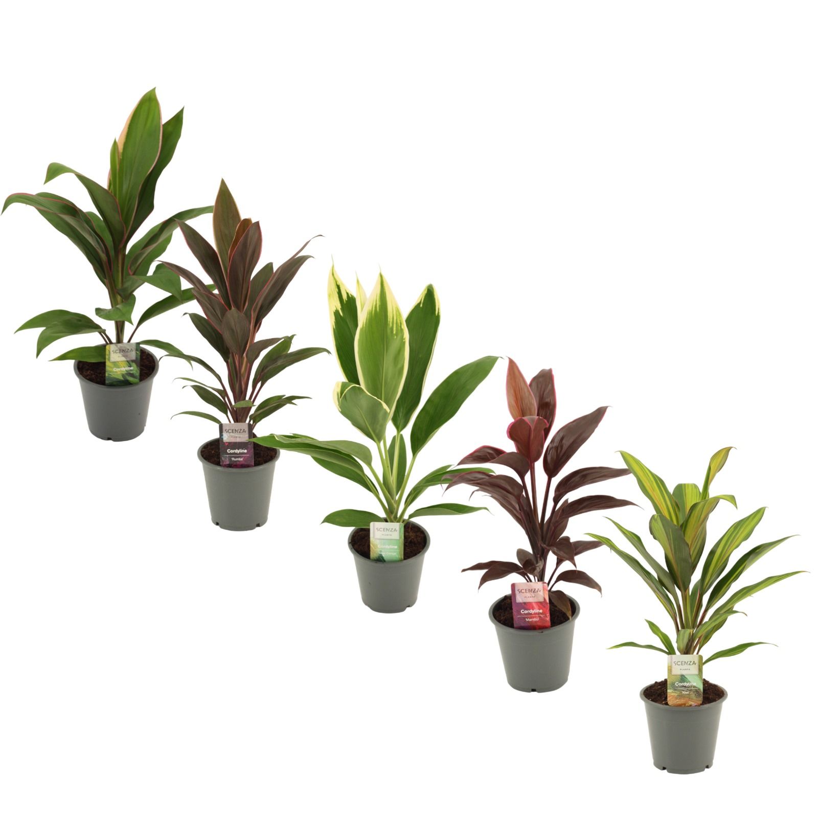 Cordyline Mix 12 cm, D 12