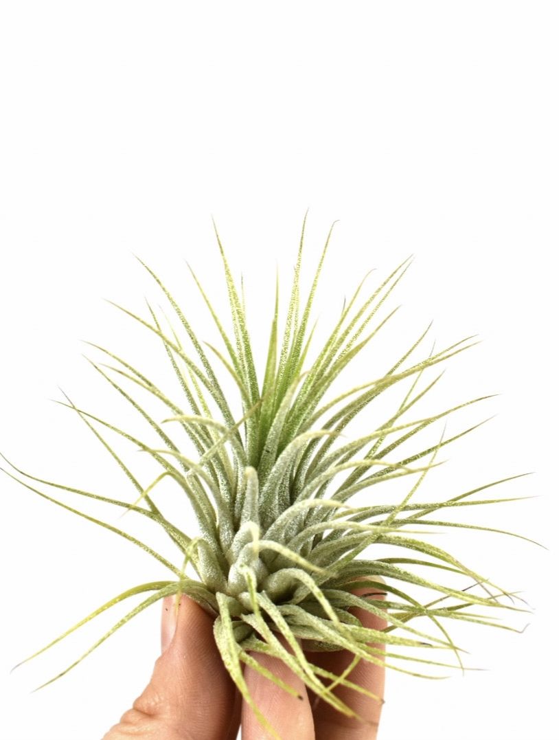 tillandsia ionantha groen, D 5