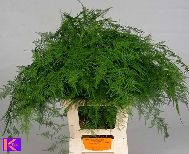 Аспарагус Сетацеус 65, шт.