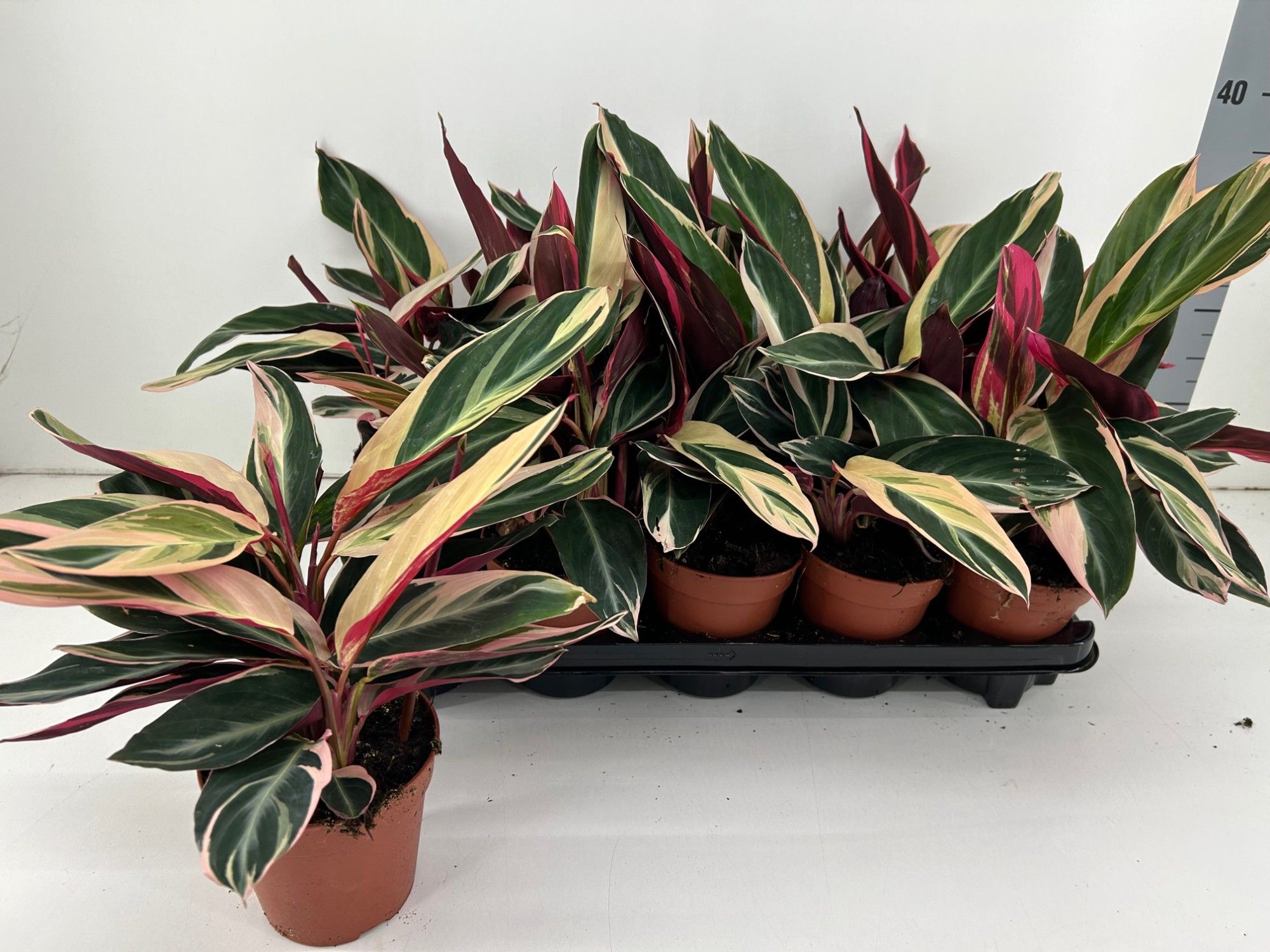 Calathea 'Triostar', D 12