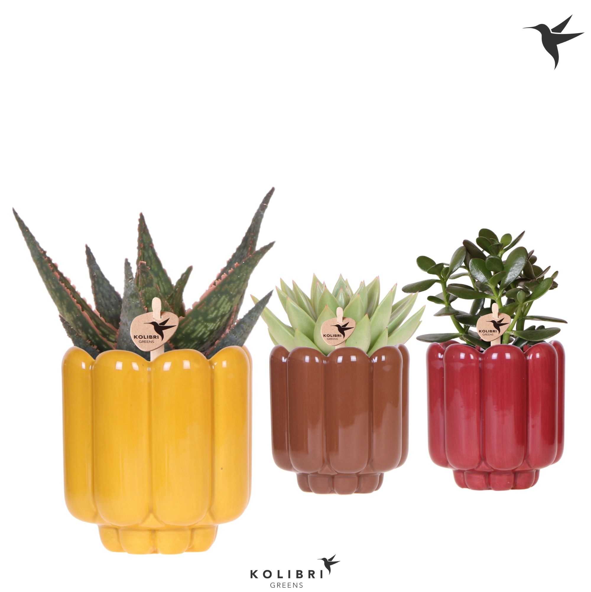 Kolibri Greens Succulenten mix in Retro pot yellow mix, D 9