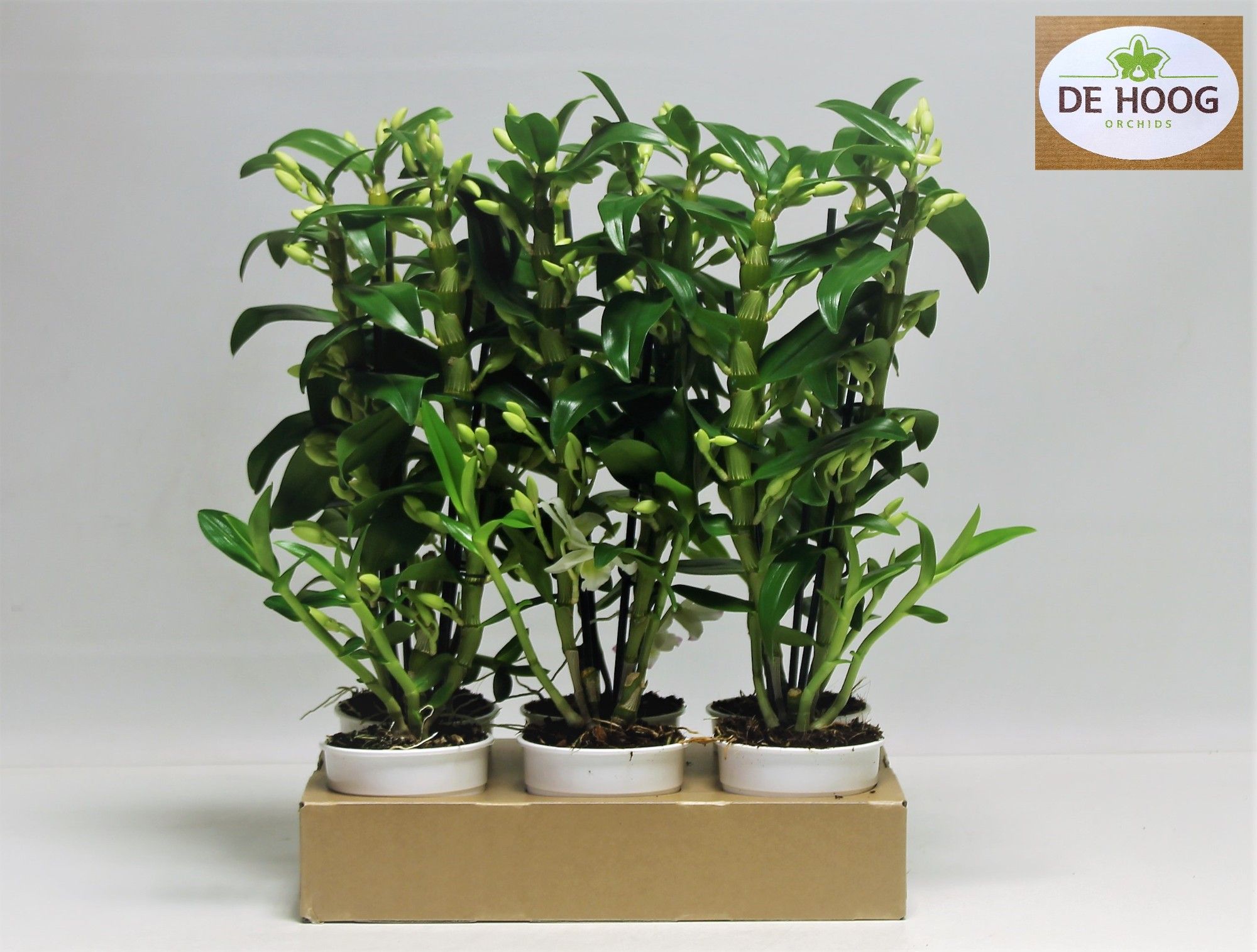 Dendrobium Nobile Apollon 2 stam 16+ tros De Hoog, D 12