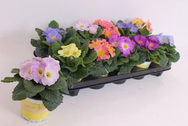 Primula ILY Specials - Mix, D 11