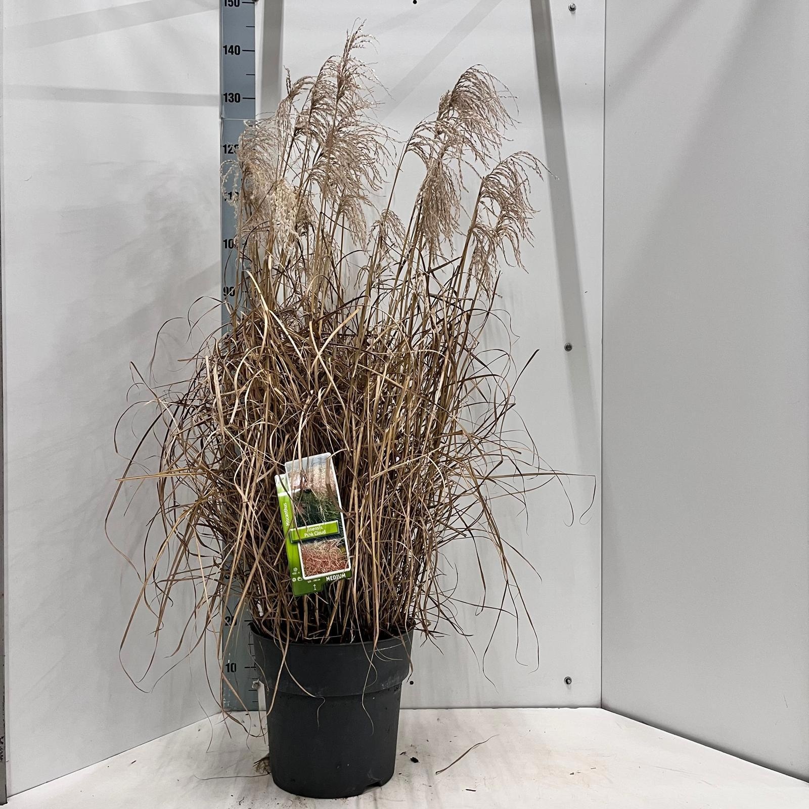 Miscanthus sin. 'Pink Cloud', D 29