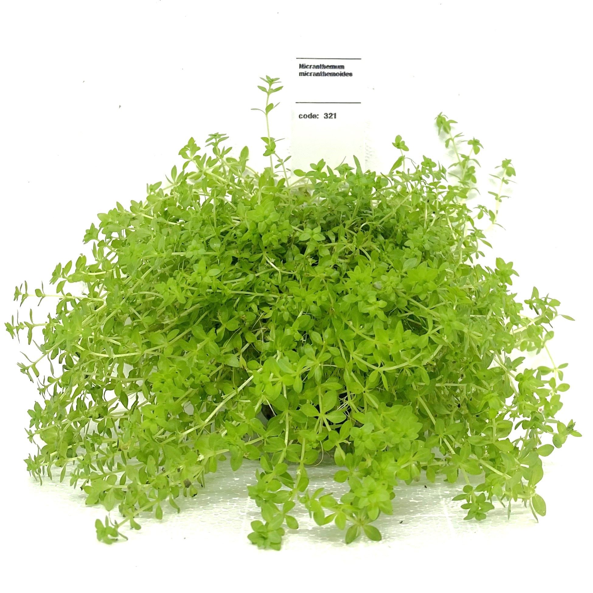 Micranthemum micranthemoides, D 5