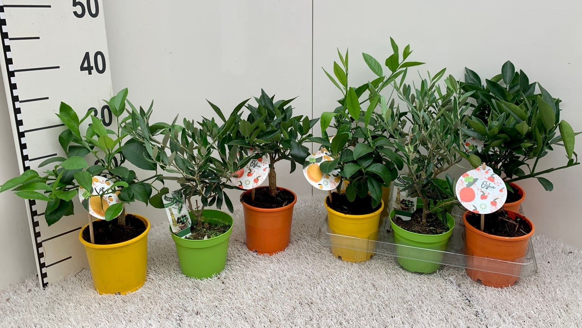 Algarve Mix Citrus & Olea (no fruits), D 12