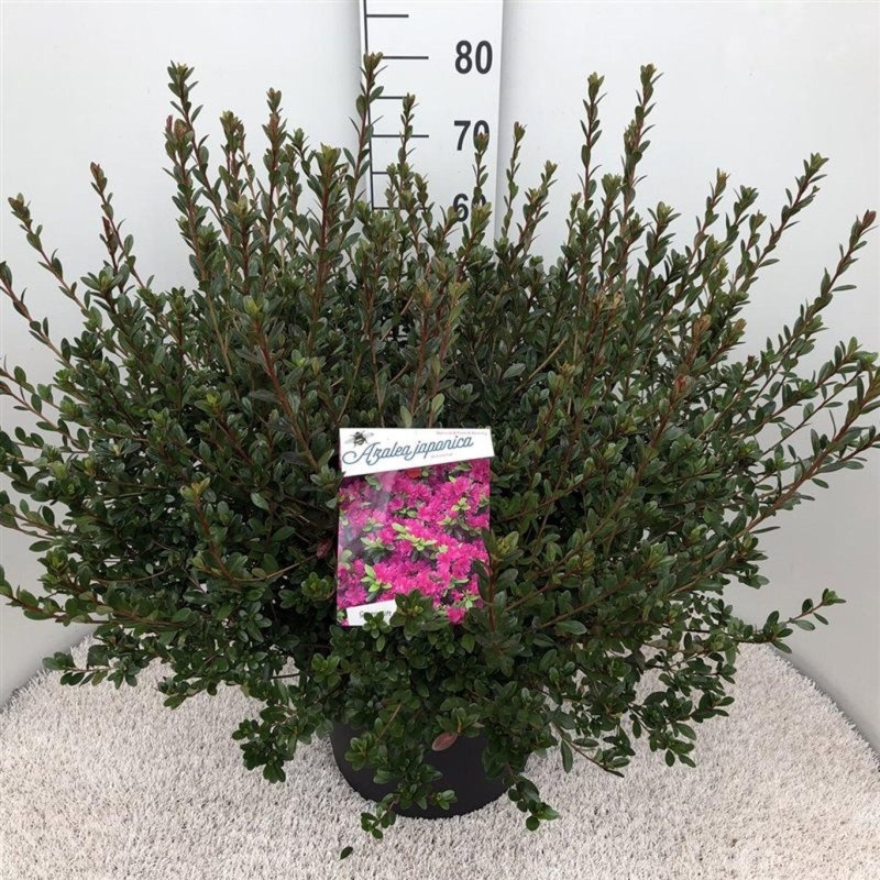 Rhododendron (AJ) 'Amoenum', D 38