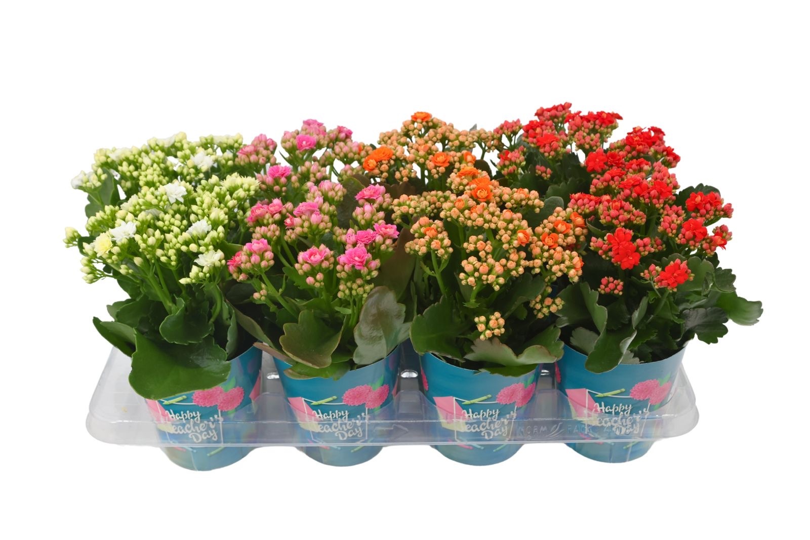 Calandiva 12 cm - Happy Teacher's day, D 12