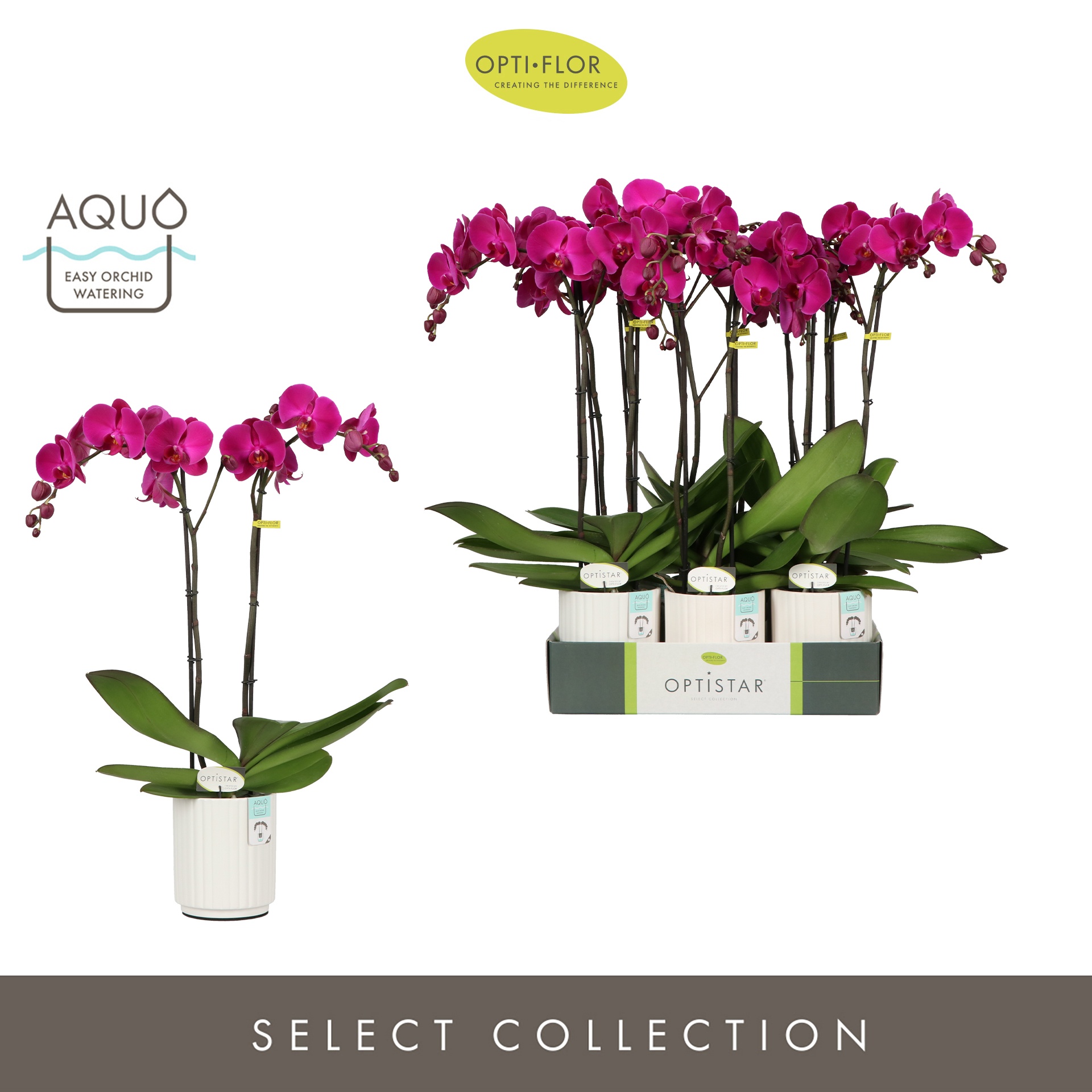 Optistar Lopez 2 spike in Molise White Aquo, D 12 cm