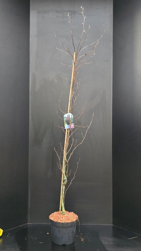 Fagus sylvatica Dawyck Purple, D 29