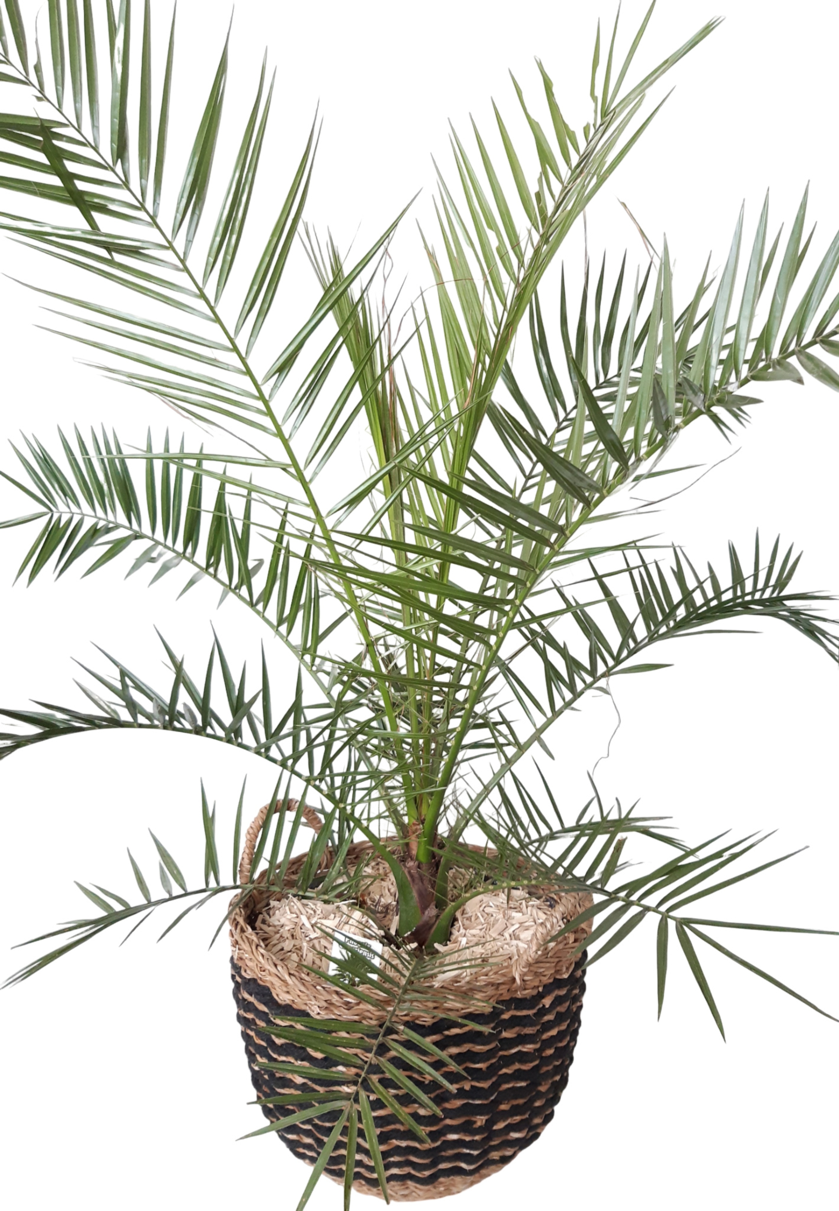 ZM35PHOCA Zebra Mand XXL D35 Phoenix Canarien, D 35