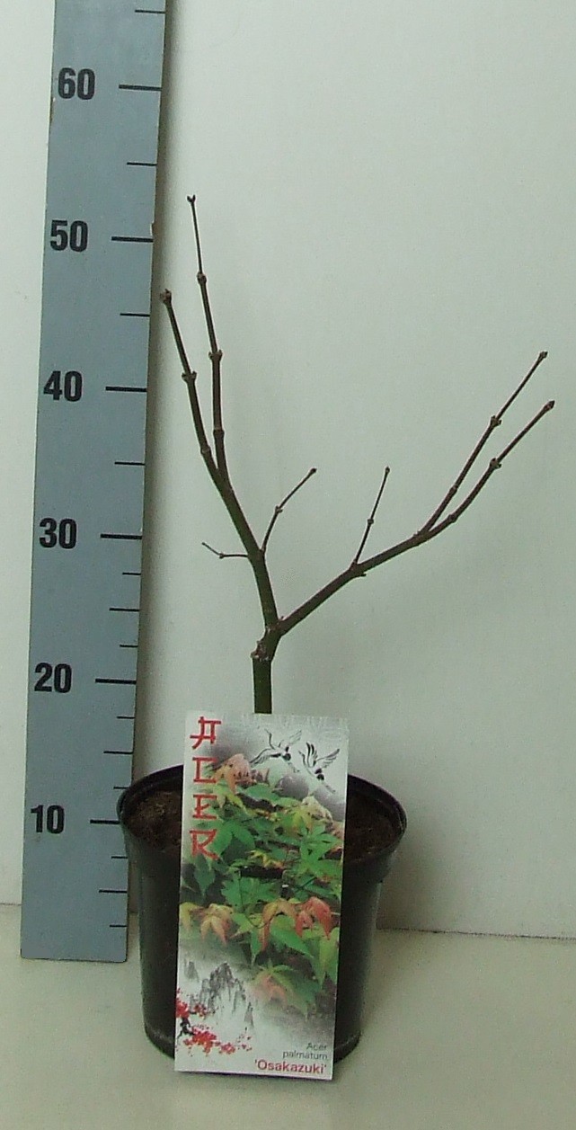 Acer palmatum 'Osakazuki' P19 Full CC, D 19