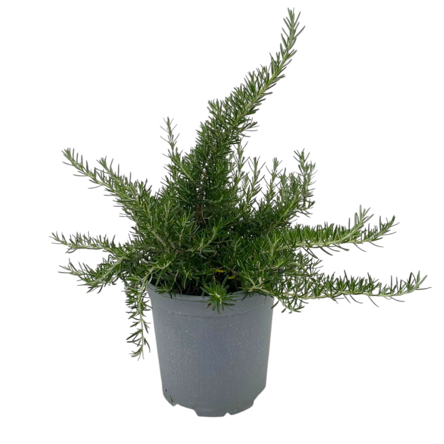 Rosmarinus prostratus, D 18