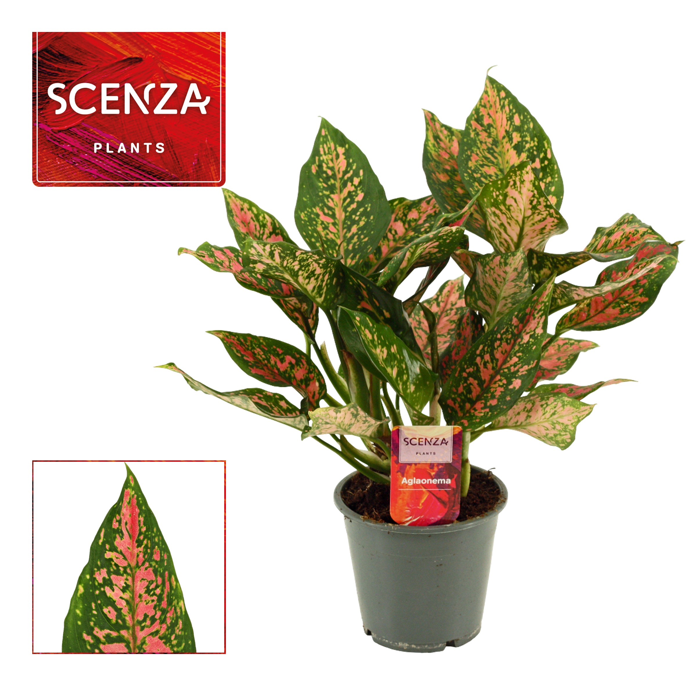 Aglaonema Unyamanee 12 cm (Scenza), D 12