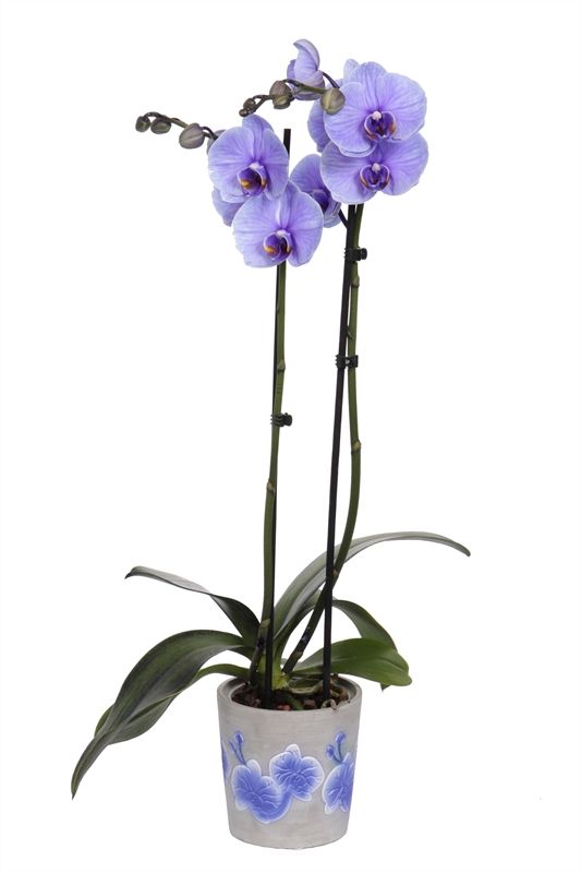 Fiore purple Phal I am Royal Purple 2T14+, D 12