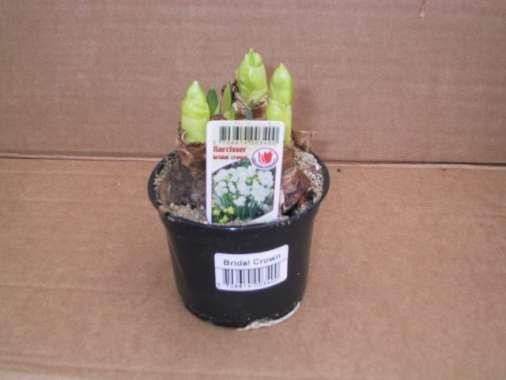 NARCISSUS MEDIOLUTEUS 'BRIDAL CROWN', D 9