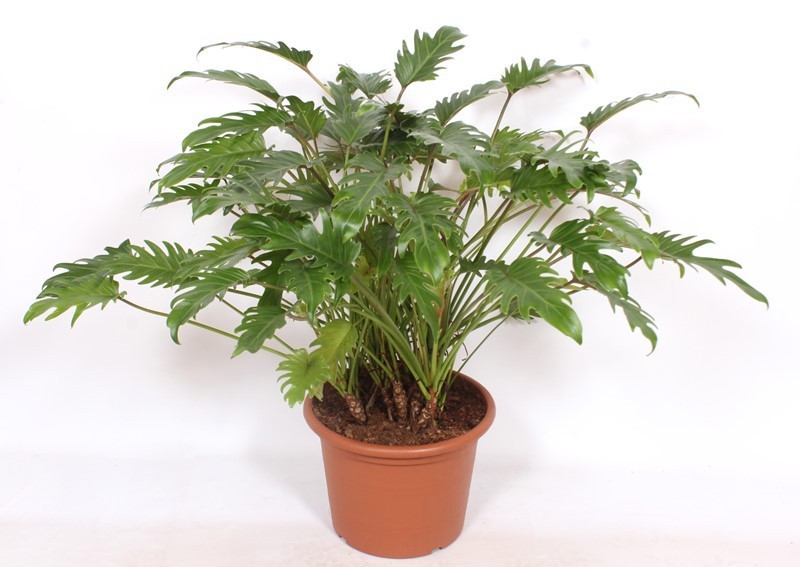 Philodendron xanadu, D 40