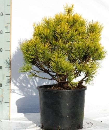 Pinus mugo Wintergold, D 34
