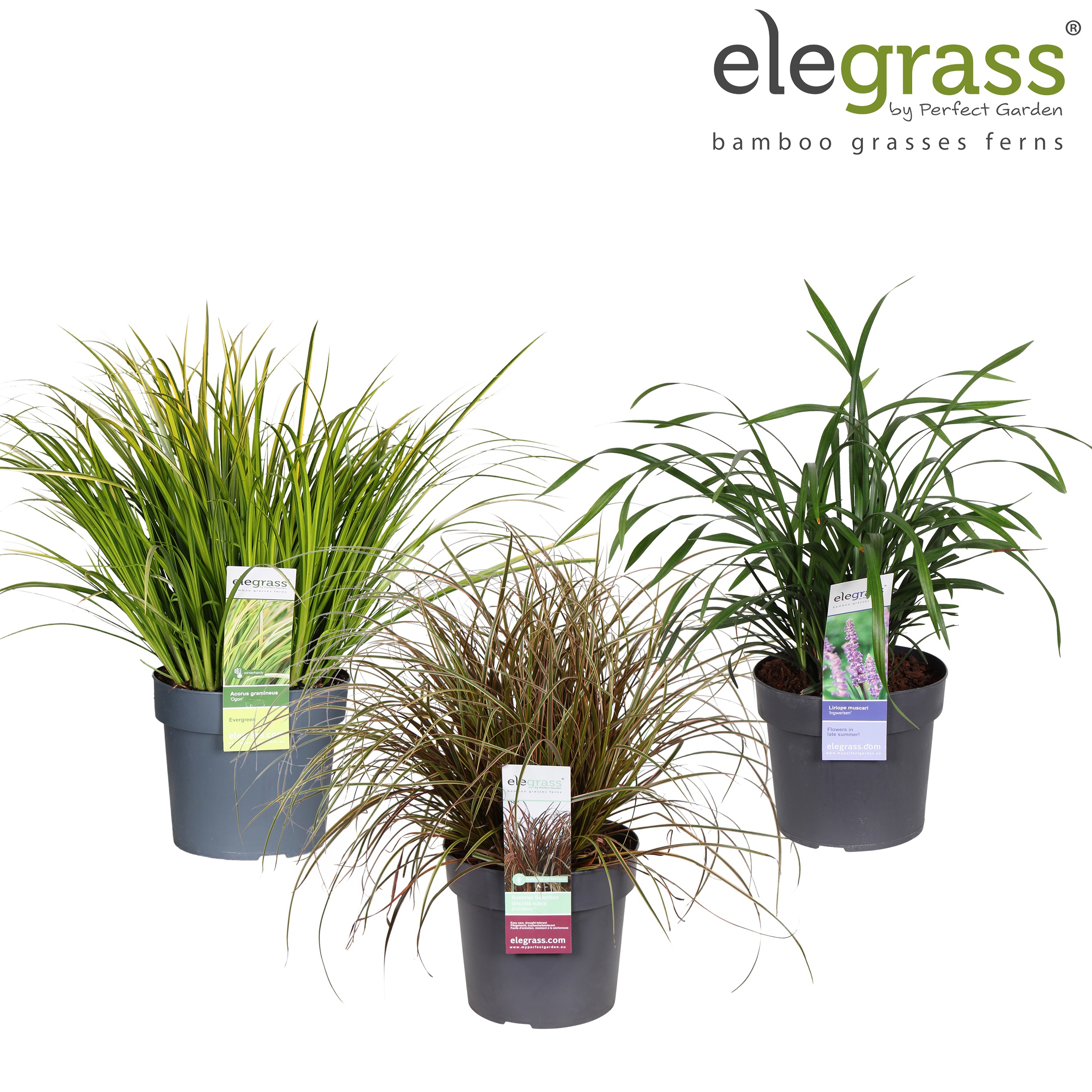 Grassen mix laag exclusief los P19 - Elegrass Hardy and Evergreen, D 19