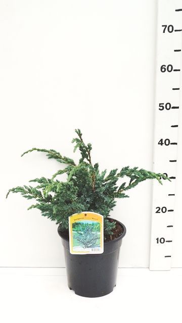 Juniperus squamata 'Meyeri', D 19