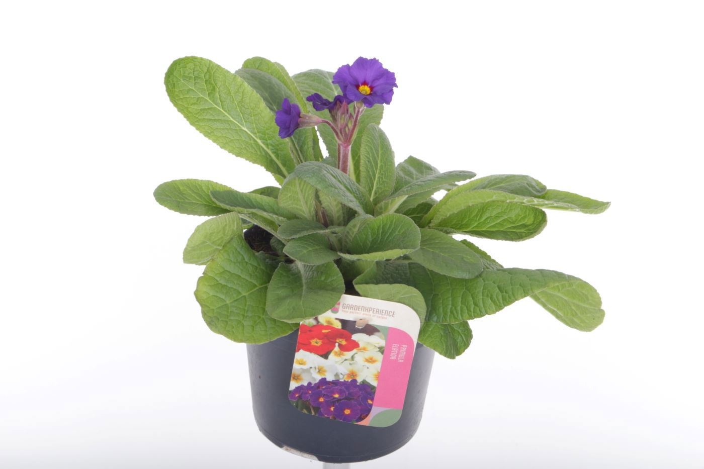 Primula elatior Veristar Late Blue, D 13
