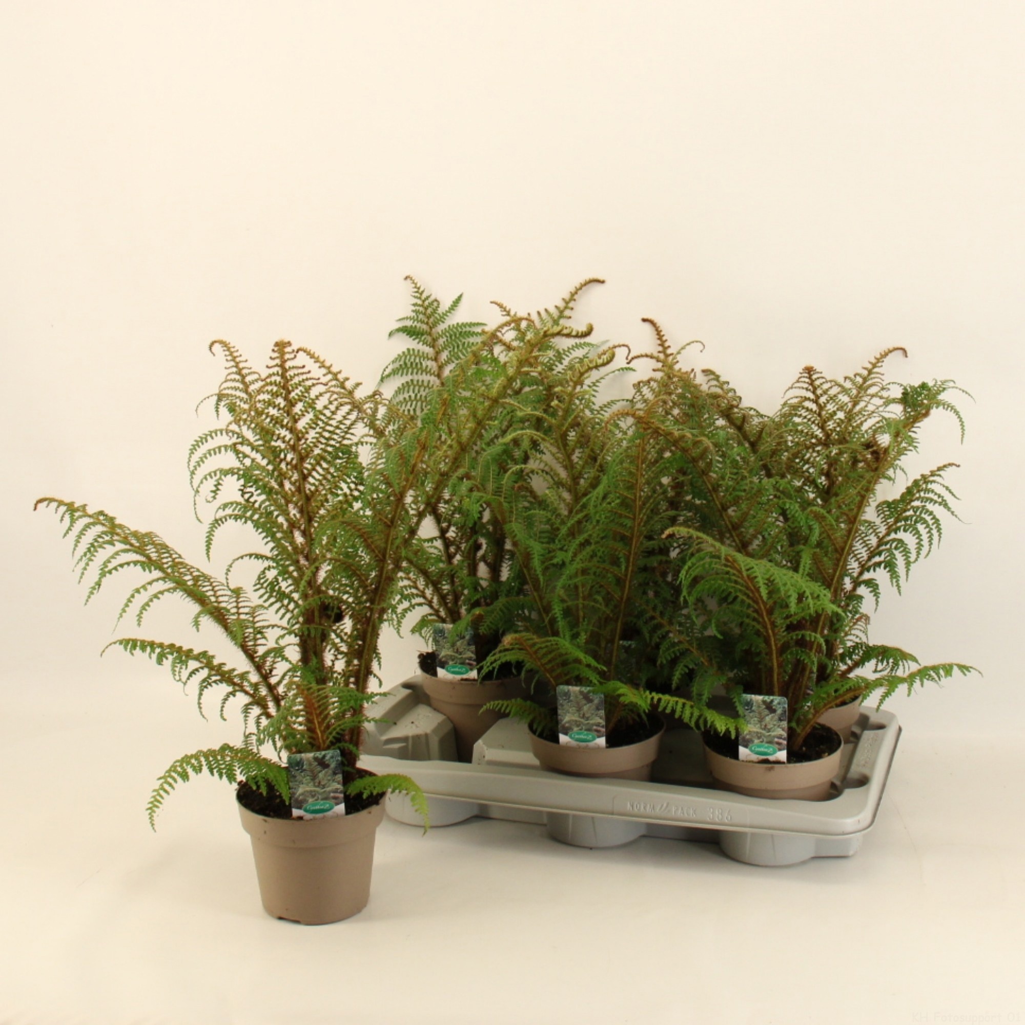 Cyathea Tomentosissima Highland Lace/ Wollige boomvaren 14cm, D 14