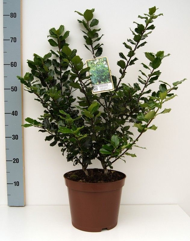 Ilex meserveae Blue Prince C5 40-50, D 23