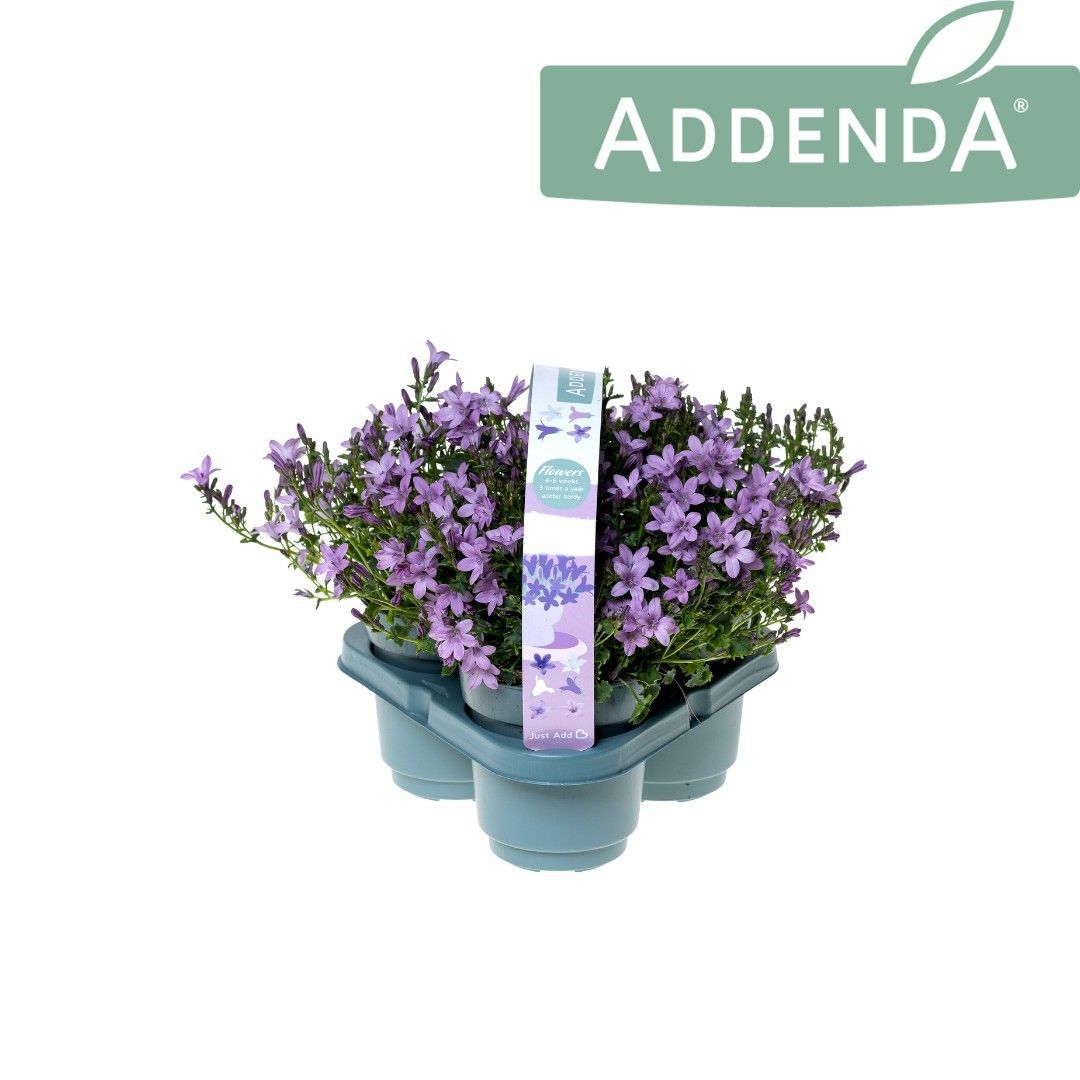 Campanula Ambella Pink 3-Pack, D 10,5