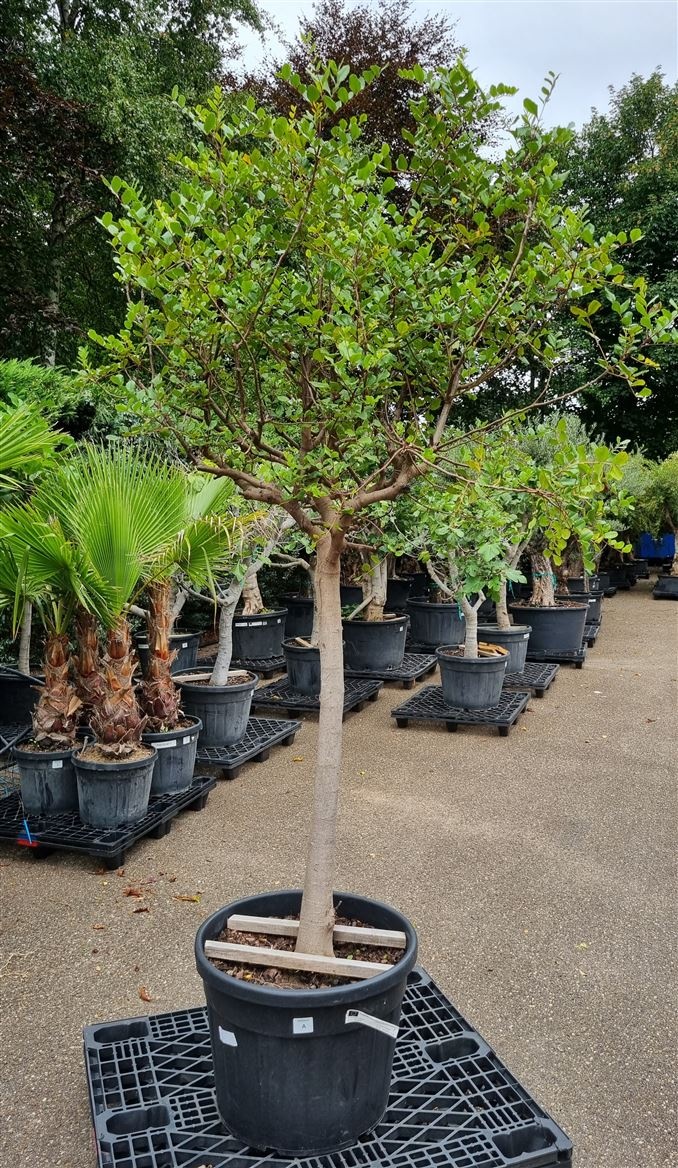 Ceratonia Siliqua Op Stam P65 H220 Nr A, D 65