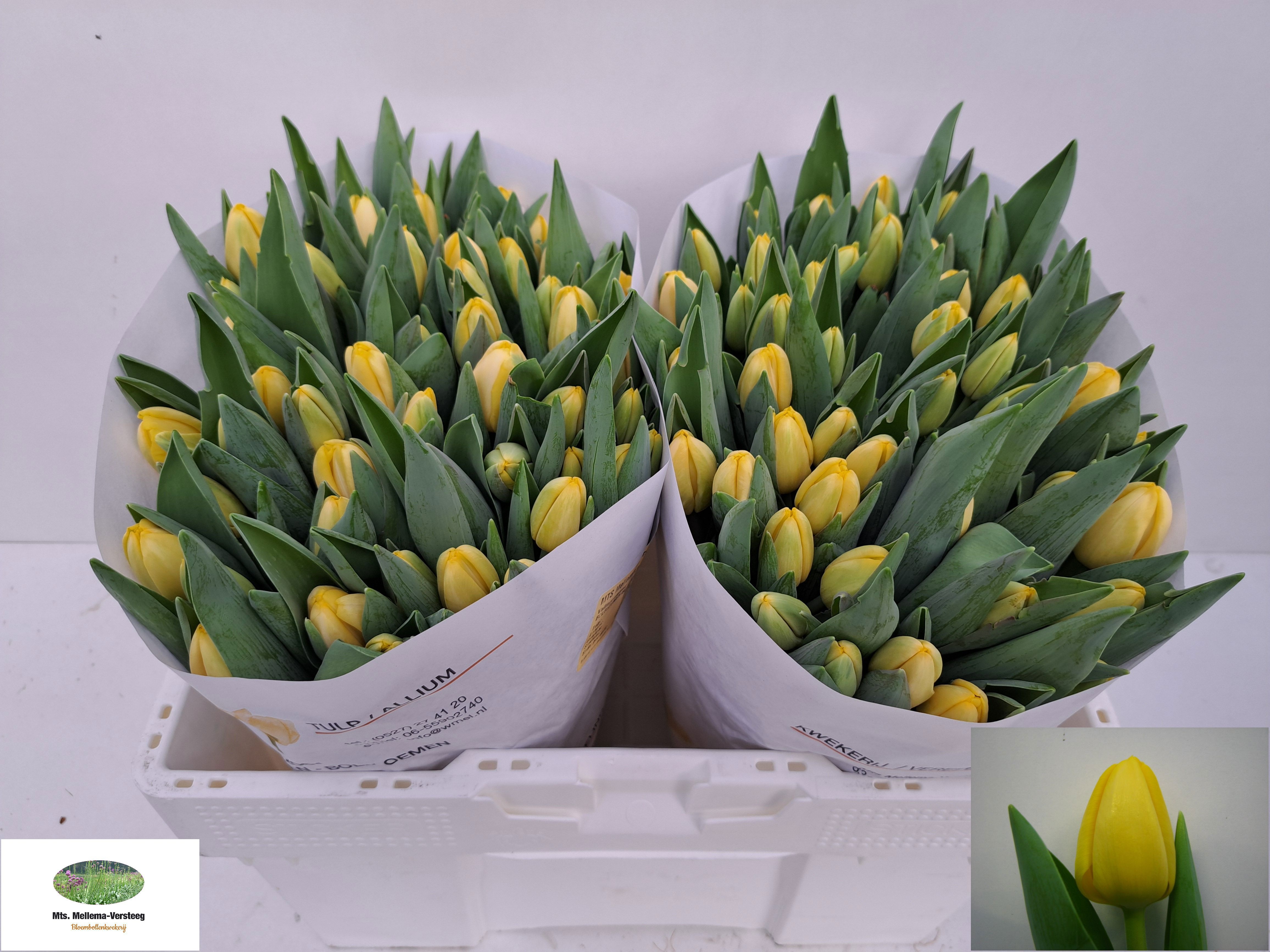 Тюльпан од. Антарктика Сан (желт.), шт.