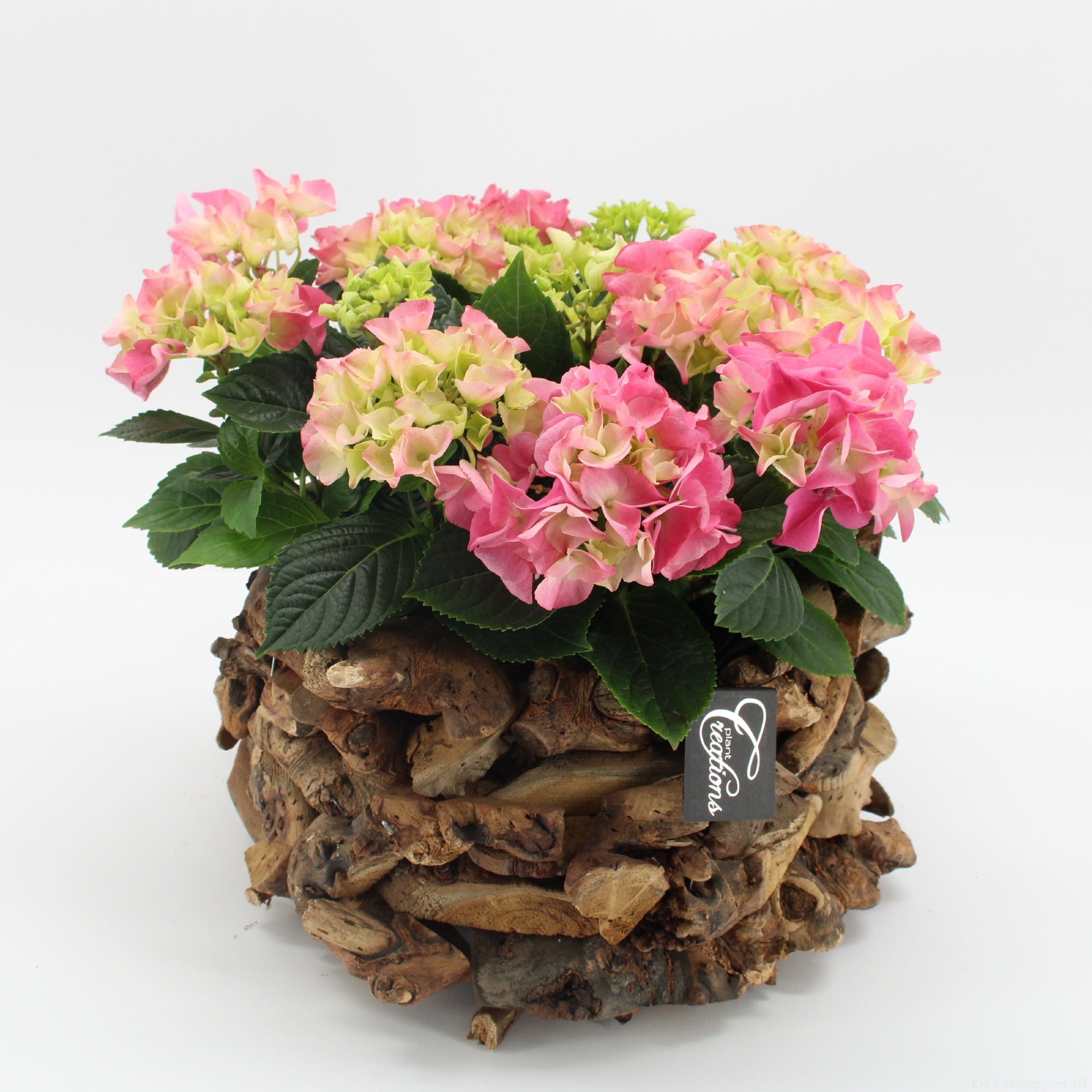 KHCR-2625RZ Hydrangea creatie, D 35