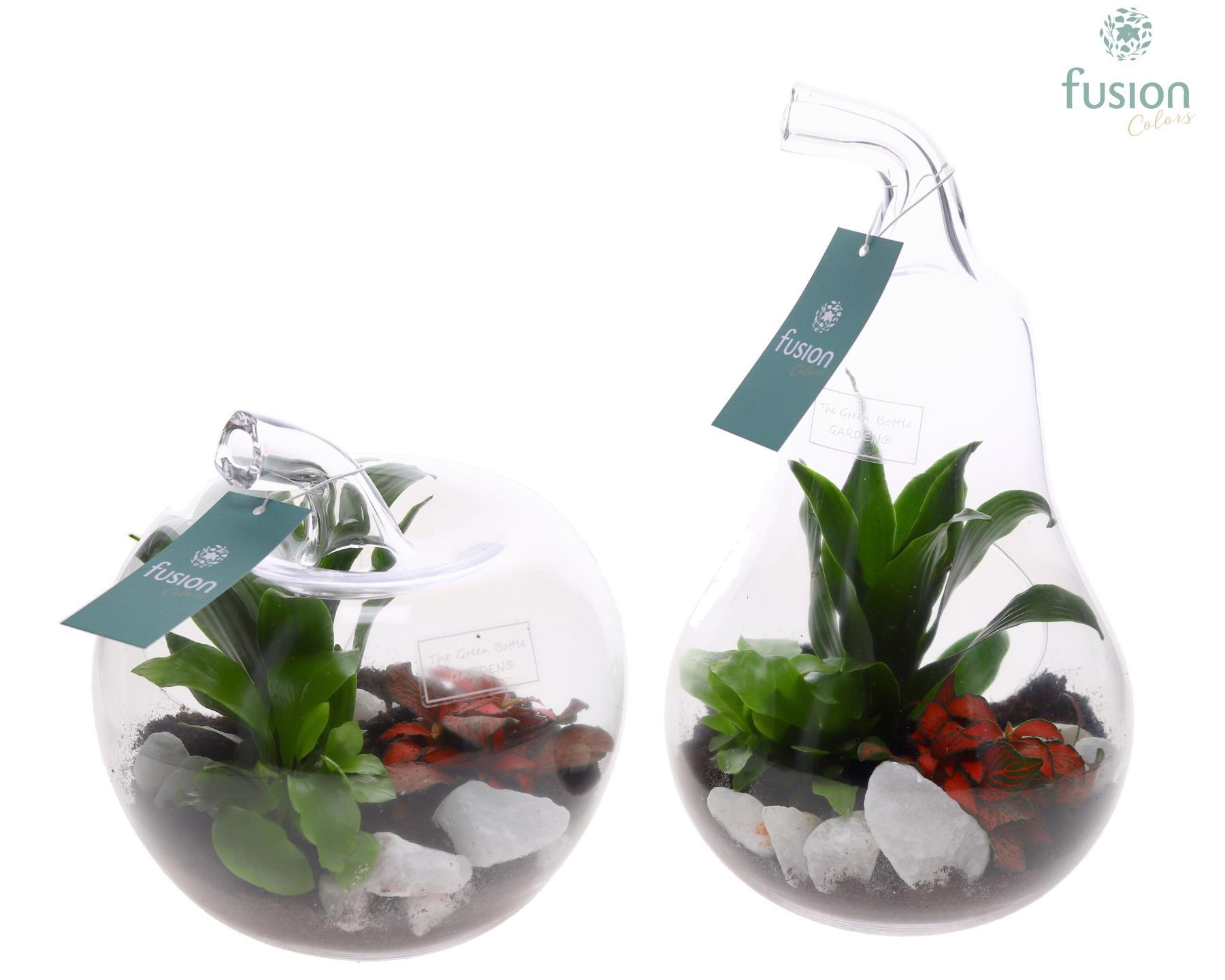 Glas Appel en Peer met Arrangement, D 18