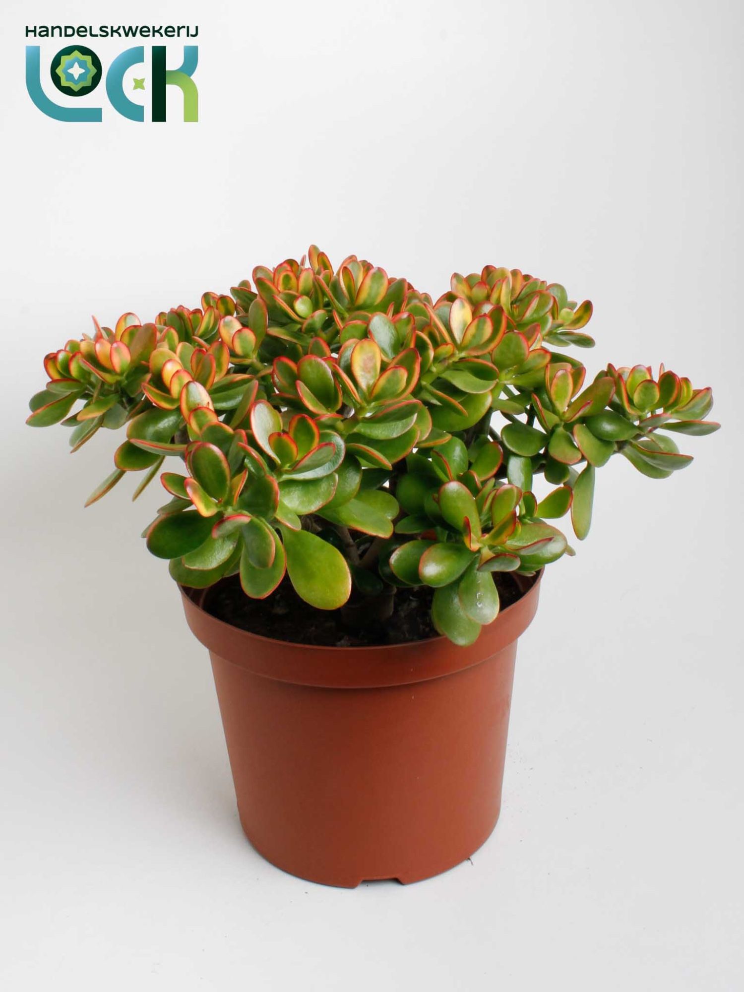 Crassula Sunset, D 29