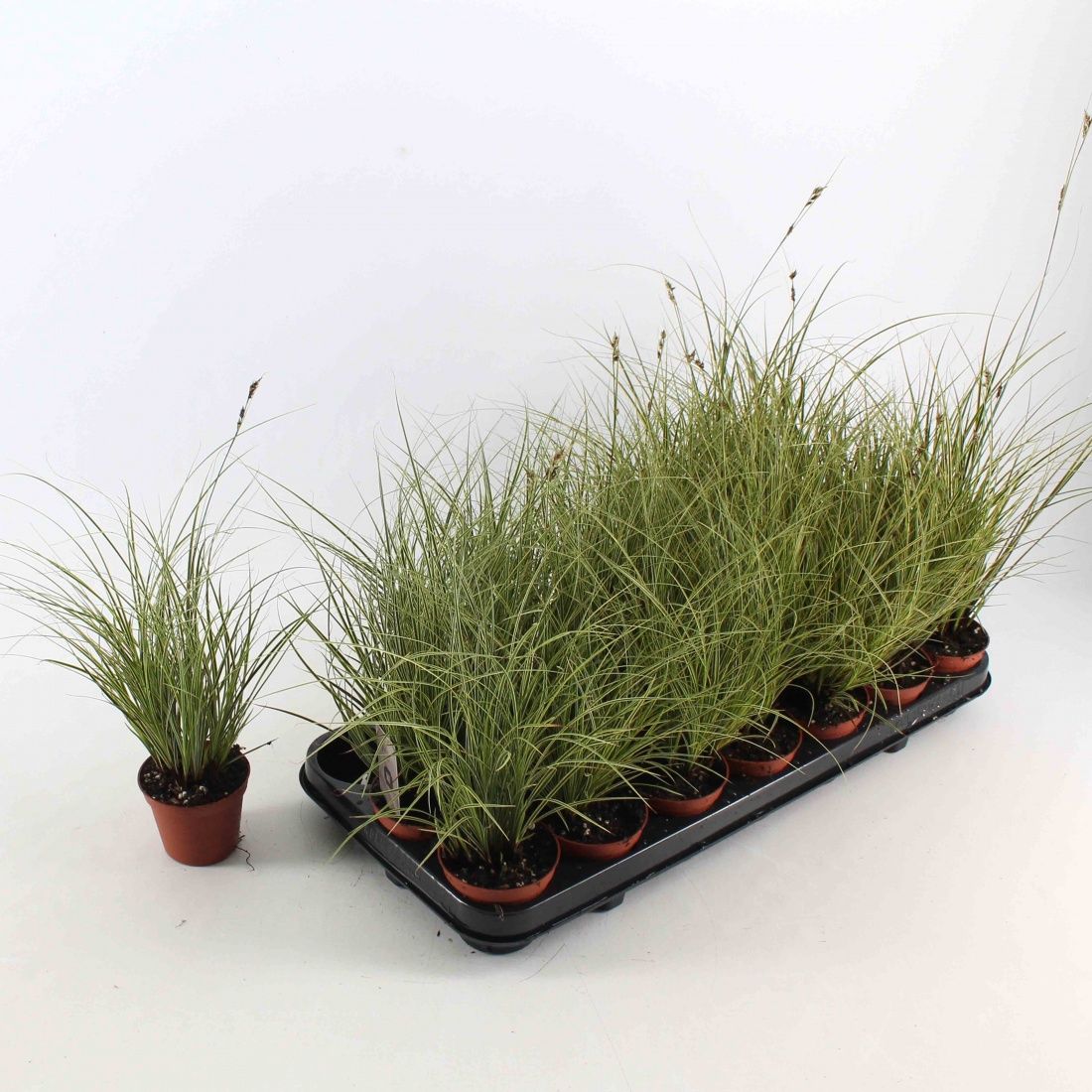 Carex brunnea 'Jubilo', D 8