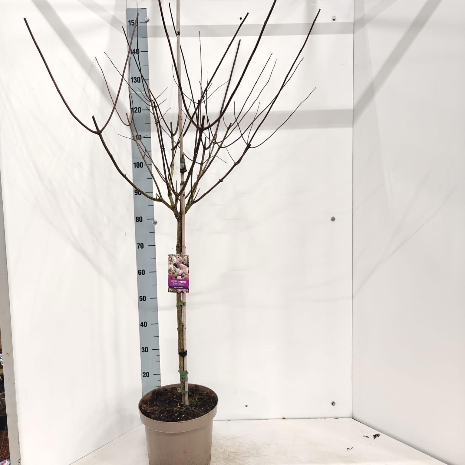 Hydrangea pan. Vanille-Fraise® ('Renhy'PBR) stam 60, D 26