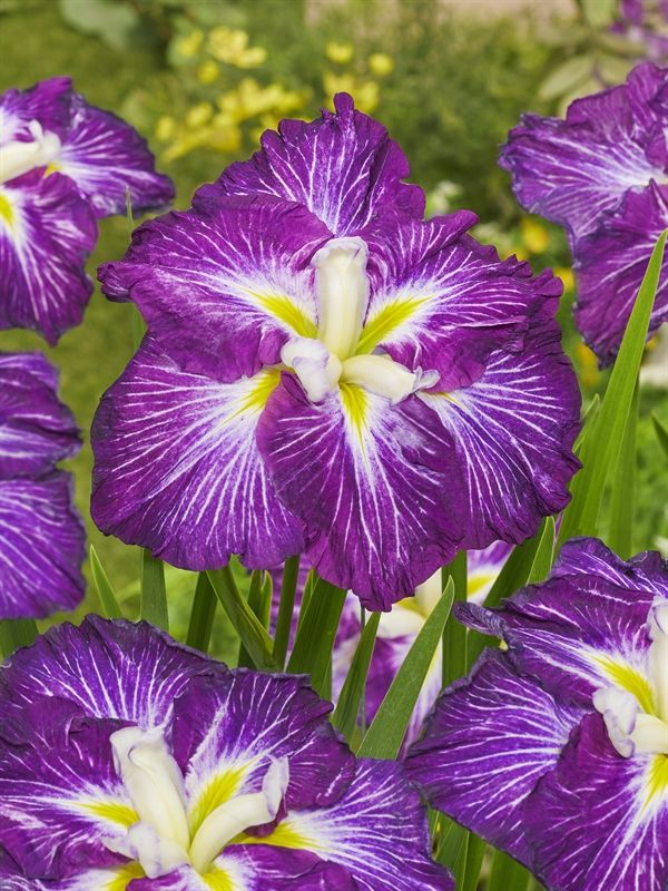 Iris ens. Dinner Plate Jell-O p11, D 11