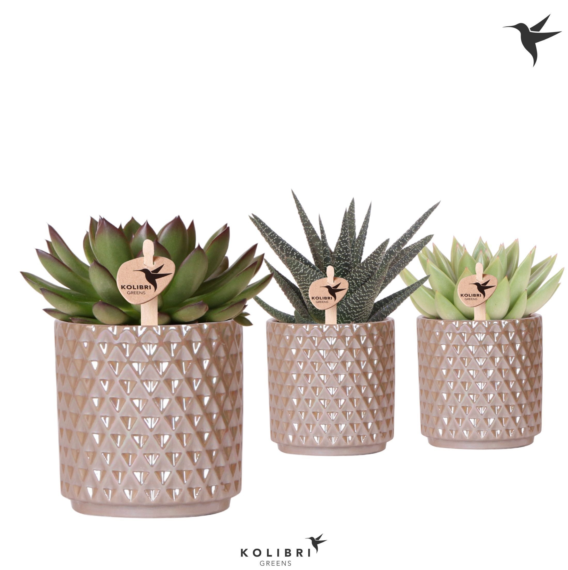 Kolibri Greens Succulenten mix in Diamond Pearl pot sand, D 9