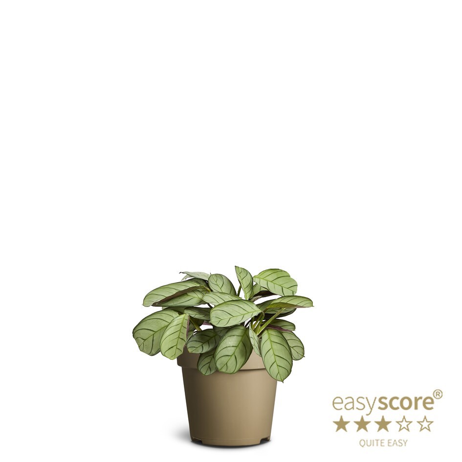 CTENANTHE BURLE-MARXII 'Amagris', D 9