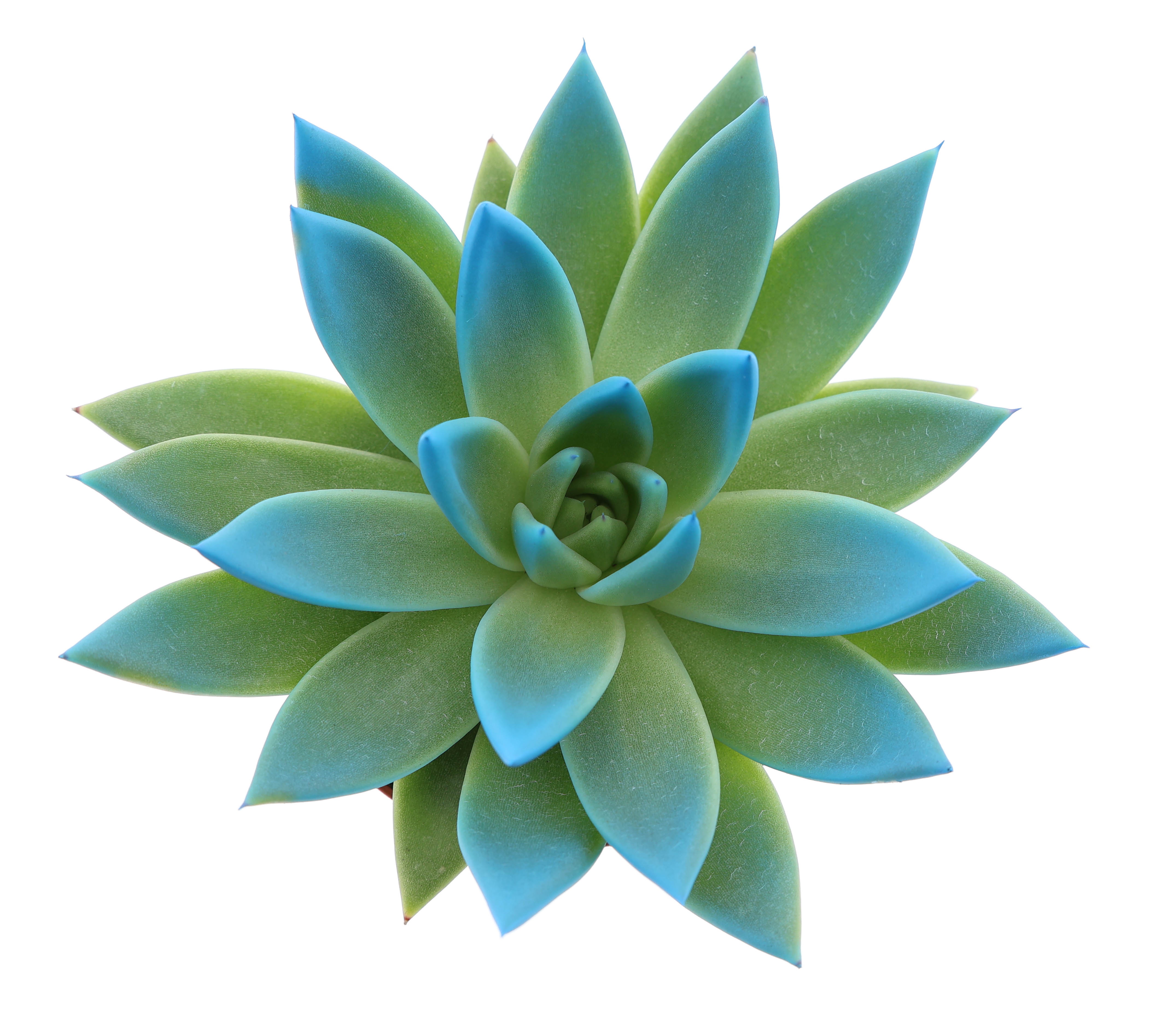 Miranda tips mint, D 8,5