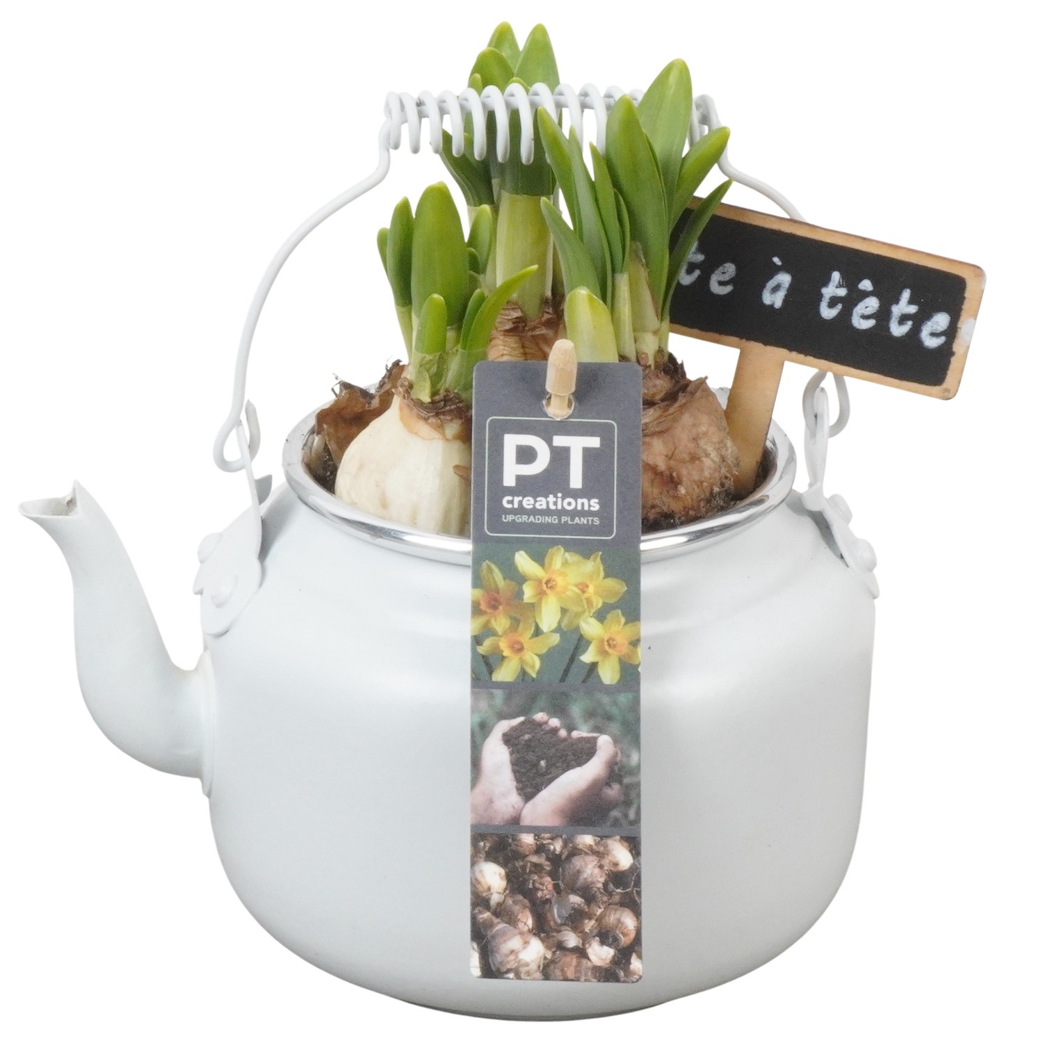 PTN8559 Arrangement Narcissus in zink pot, D 10
